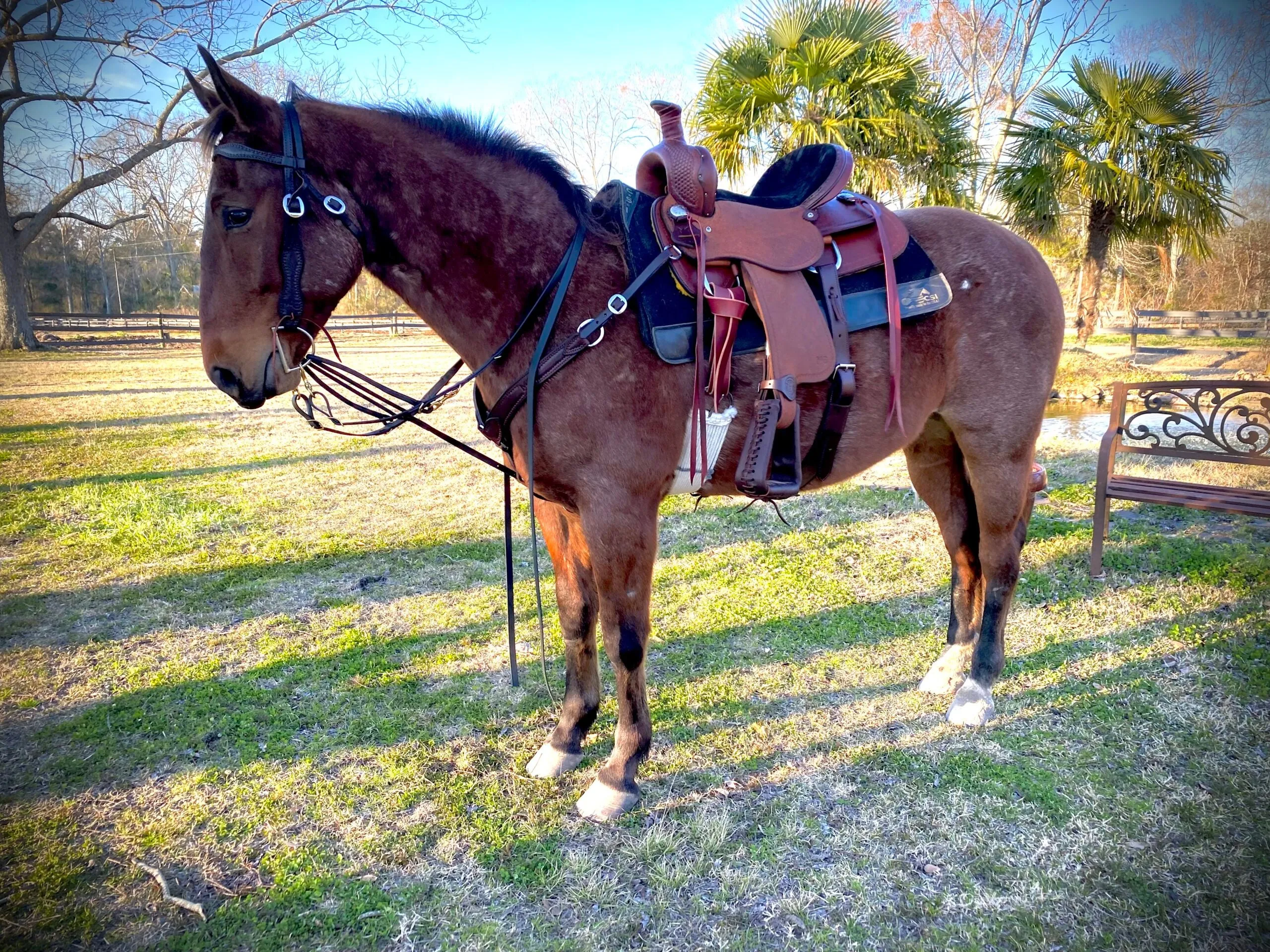 Biothane German Martingale